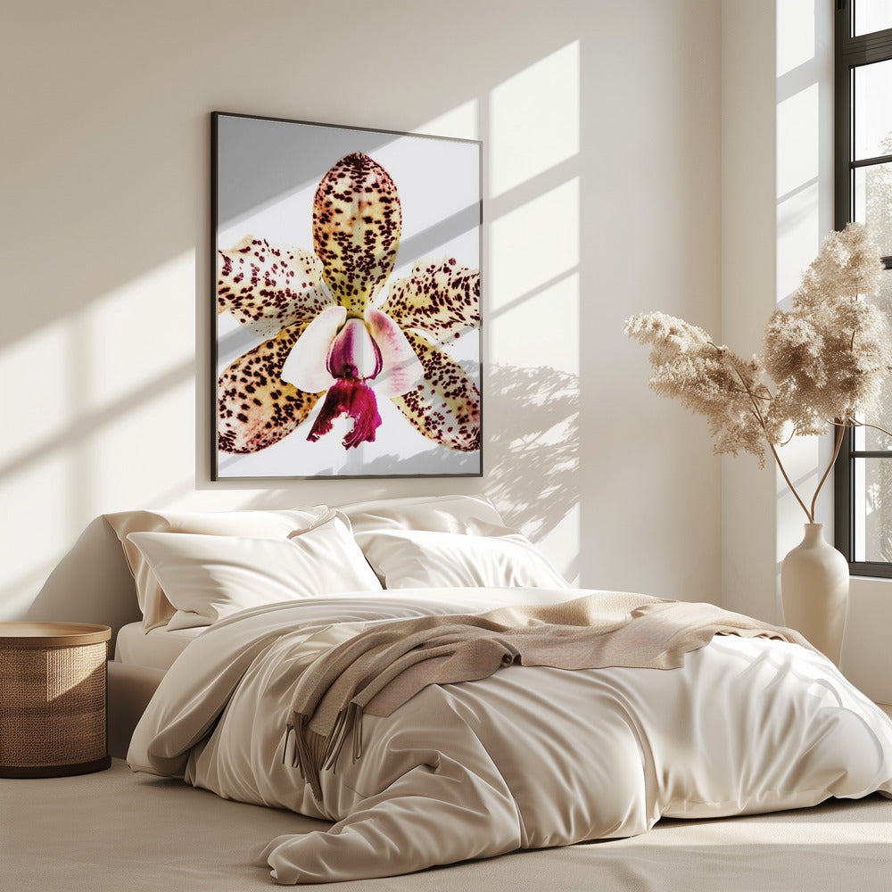 Spotted Orchid Burst | Poster