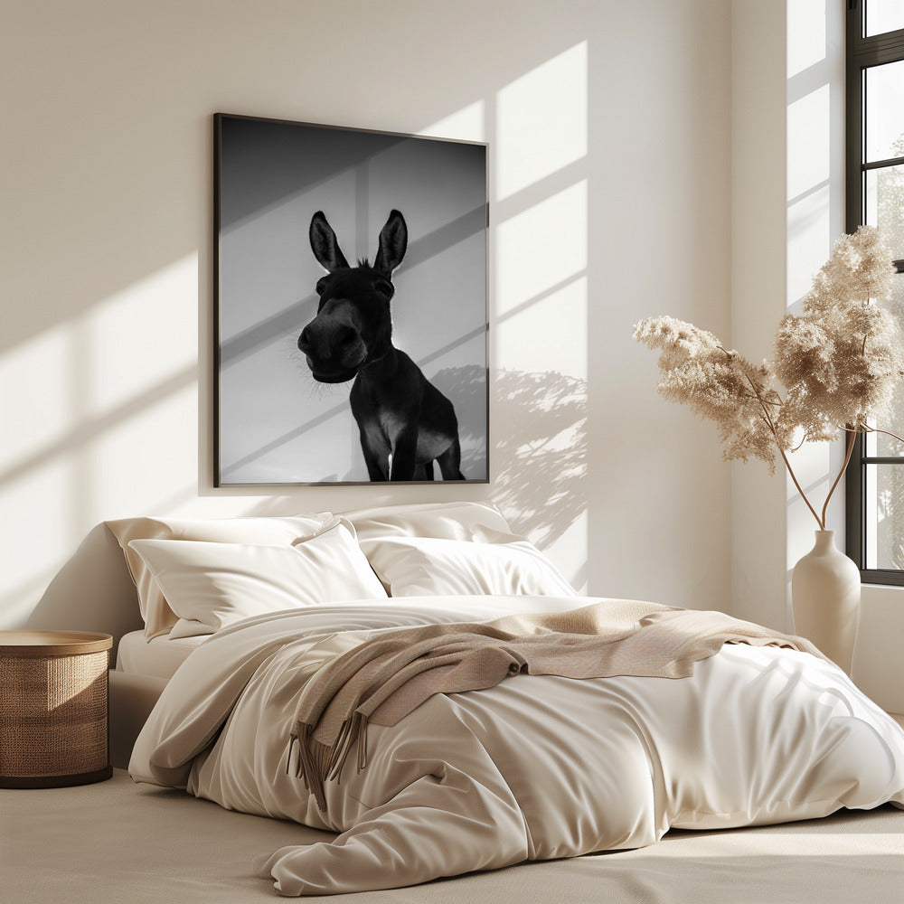 Curious Donkey Gaze | Poster