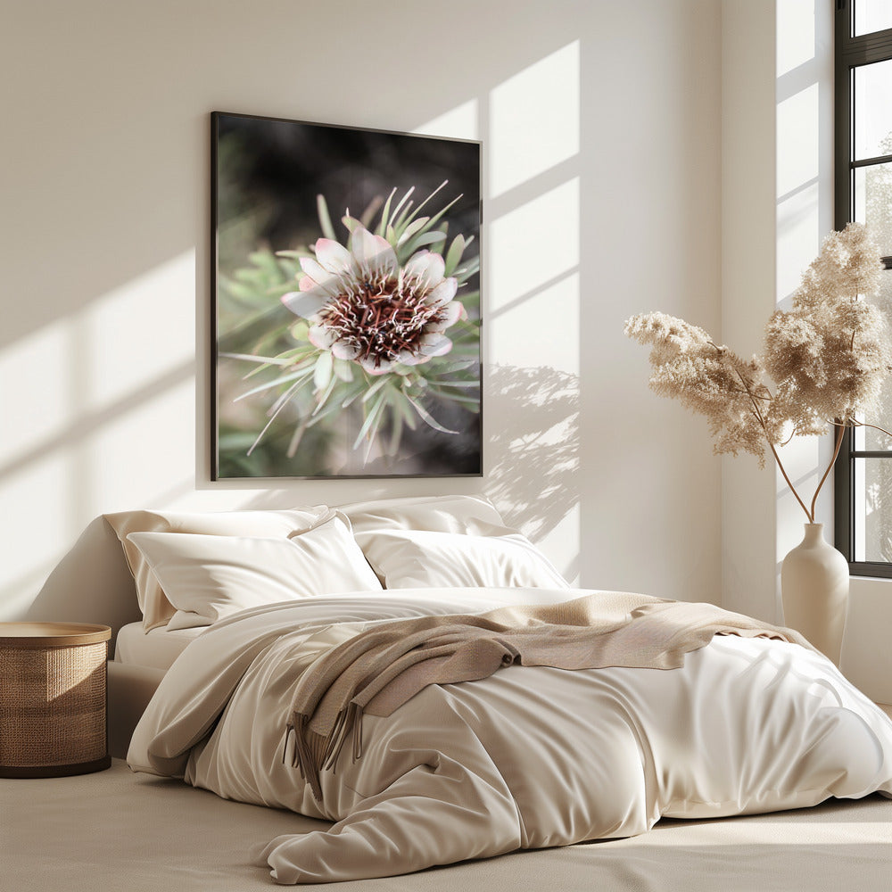 Desert Bloom Halo | Poster