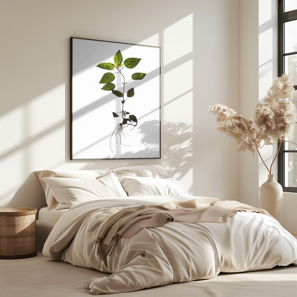 Delicate Decay | Poster