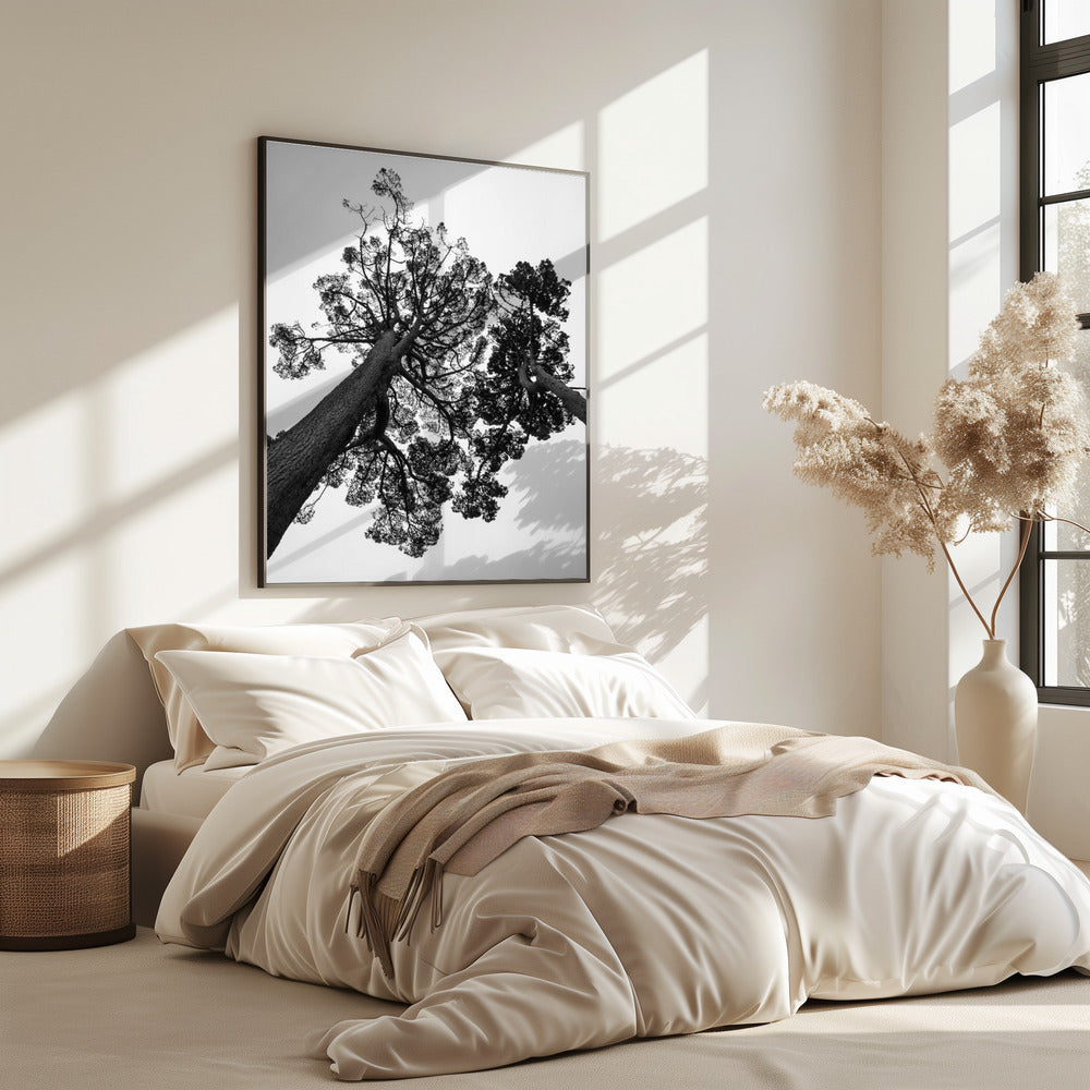 Towering Pines | Poster