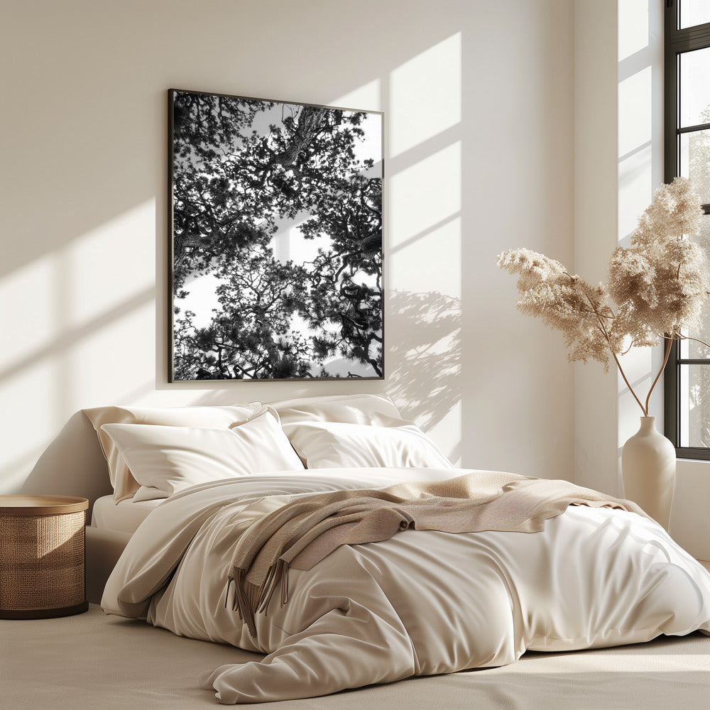 Canopy Symphony | Poster