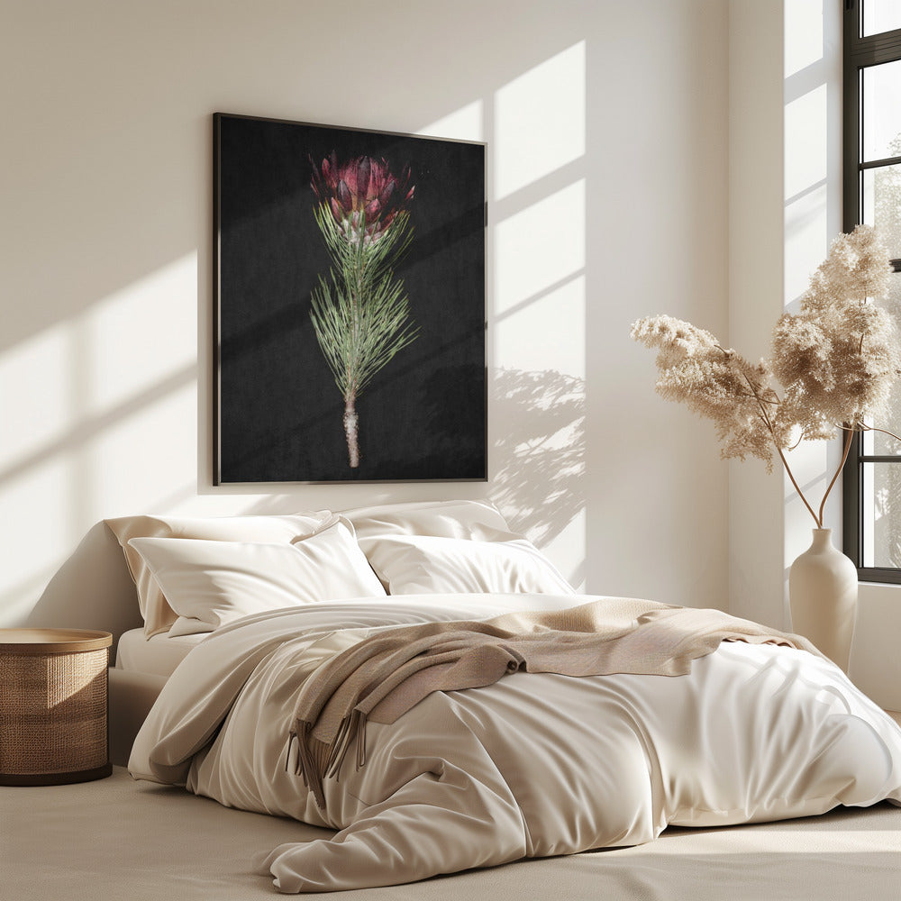Protea Serenity | Poster