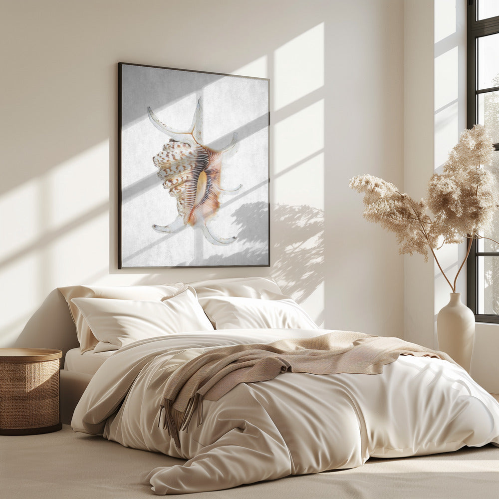 Spiral Seashell | Poster