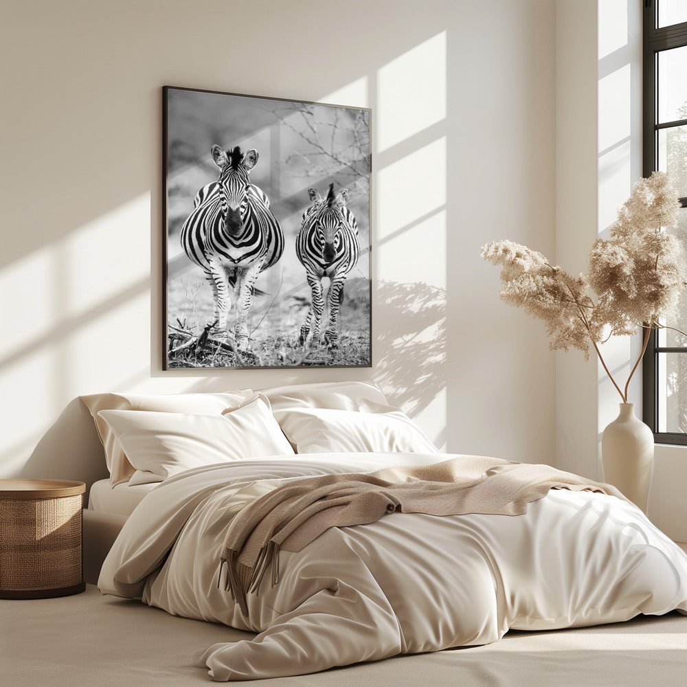 Striped Horse Front On | Poster