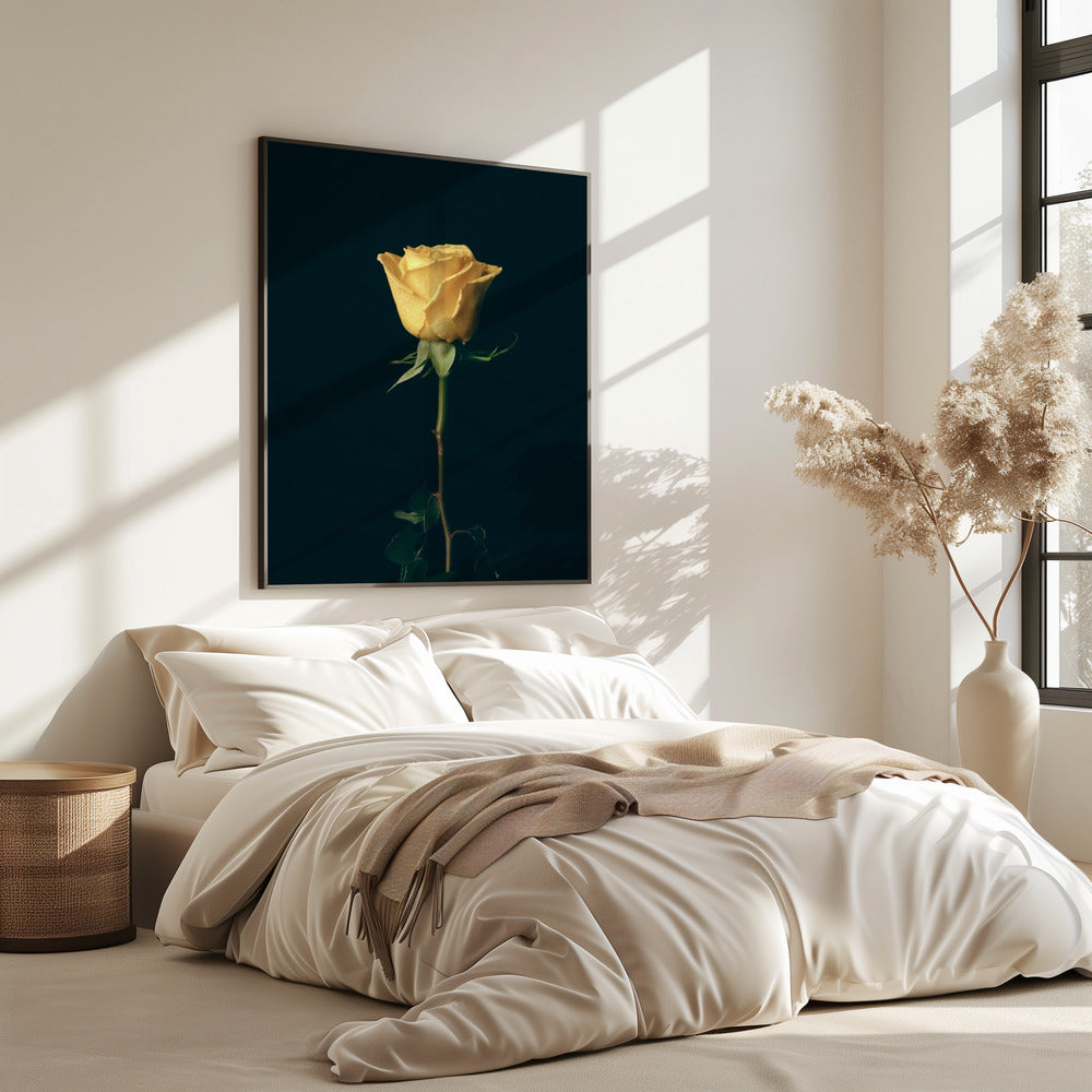 yellow rose | Poster