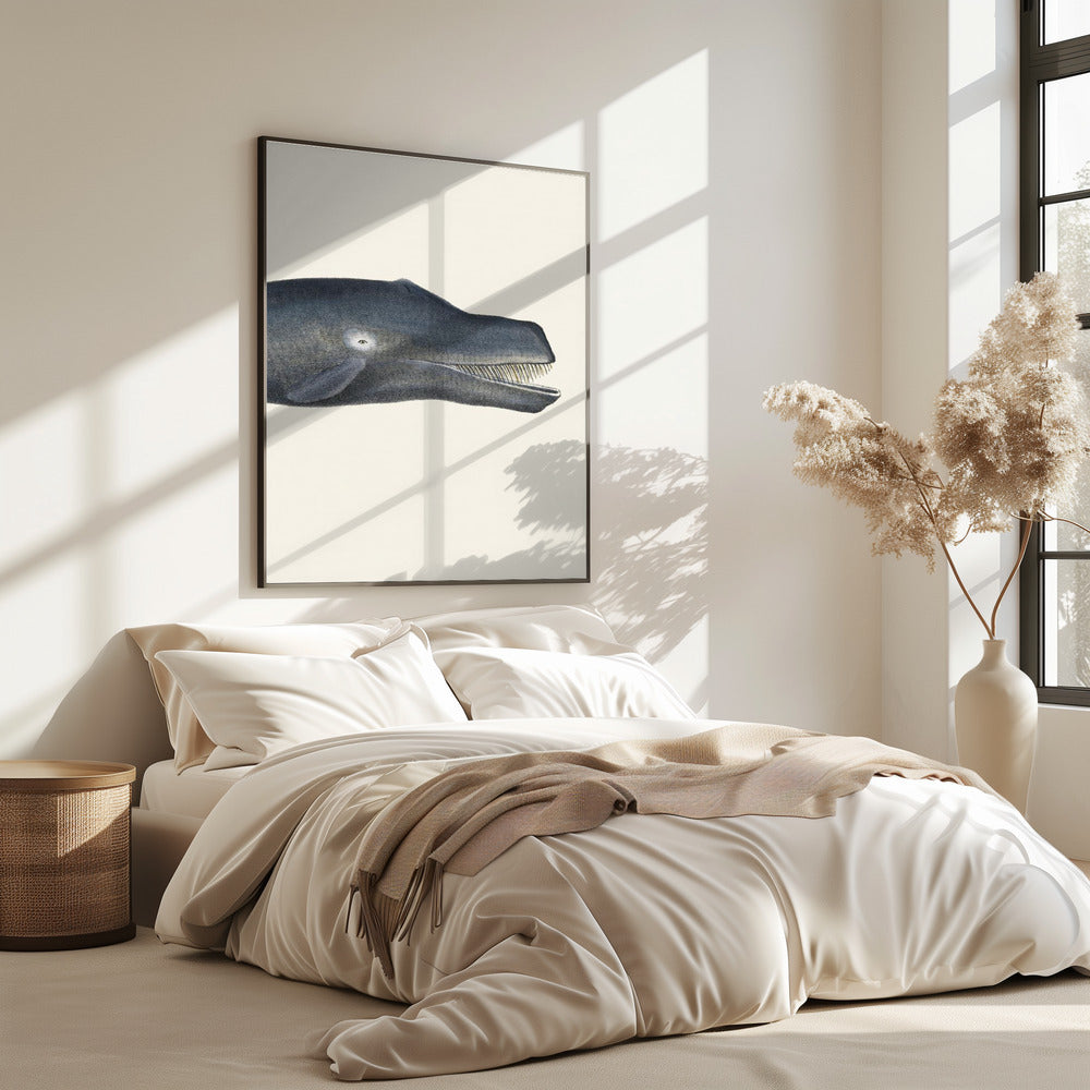 Whale I Tight Crop   Handcolored Sealife Lithograph 1824 | Poster