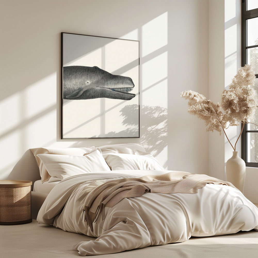 Whale Ii Tight Crop Handcolored Sealife Lithograph 1824 | Poster