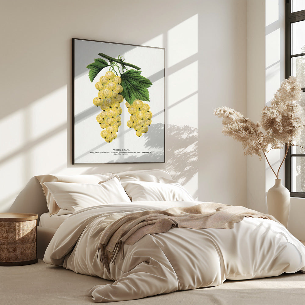 White Grape Lithograph | Poster
