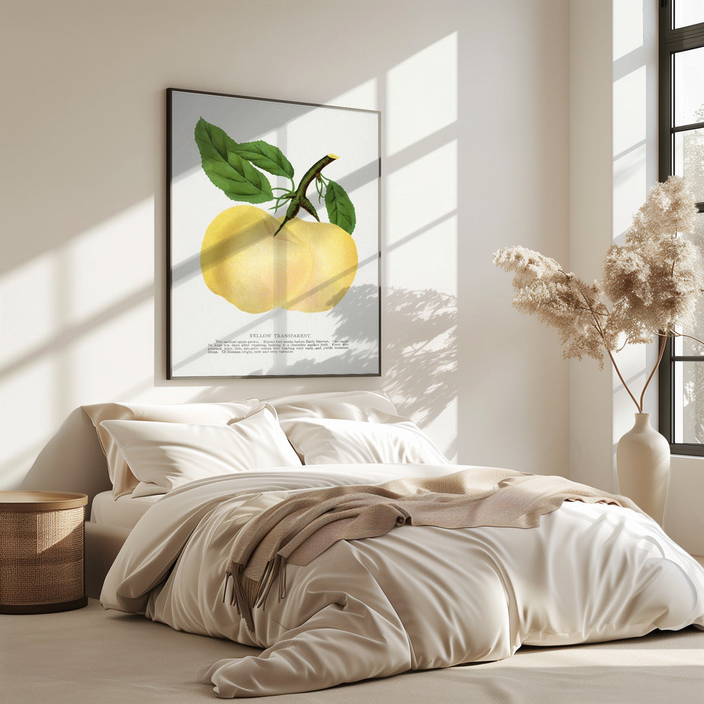 Yellow Transparent Apple Lithograph | Poster