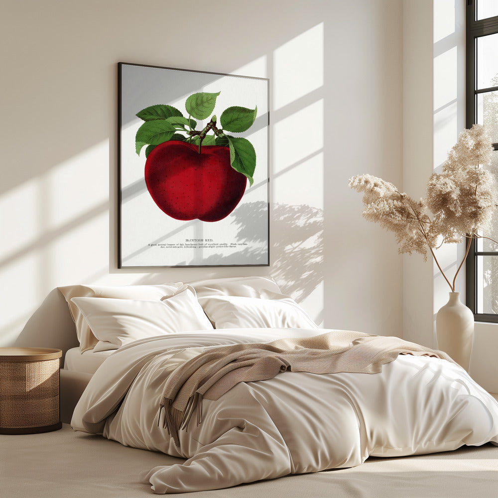 Mcintosh Red Apple Lithograph | Poster