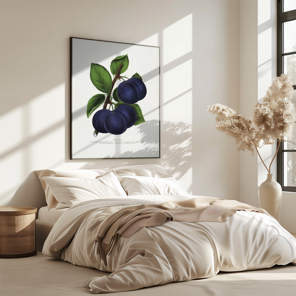 Niagara Plum Lithograph | Poster