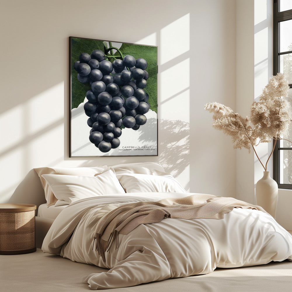 Campbell's Early Grape Lithograph | Poster
