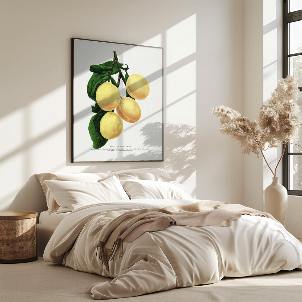 Coe's Golden Drop Plum Lithograph | Poster