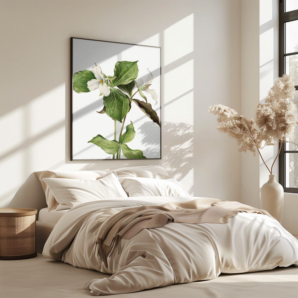 Large White Trillium | Poster