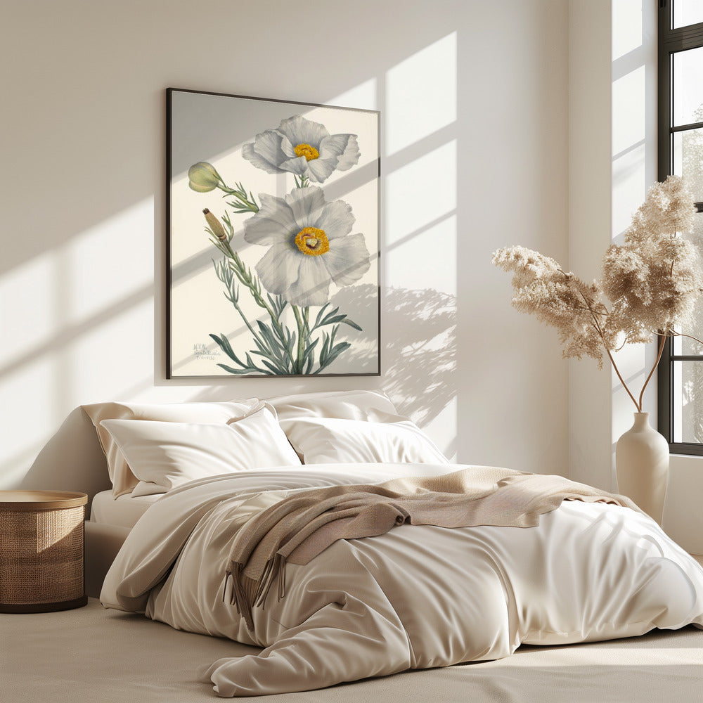 Matilija Poppy | Poster