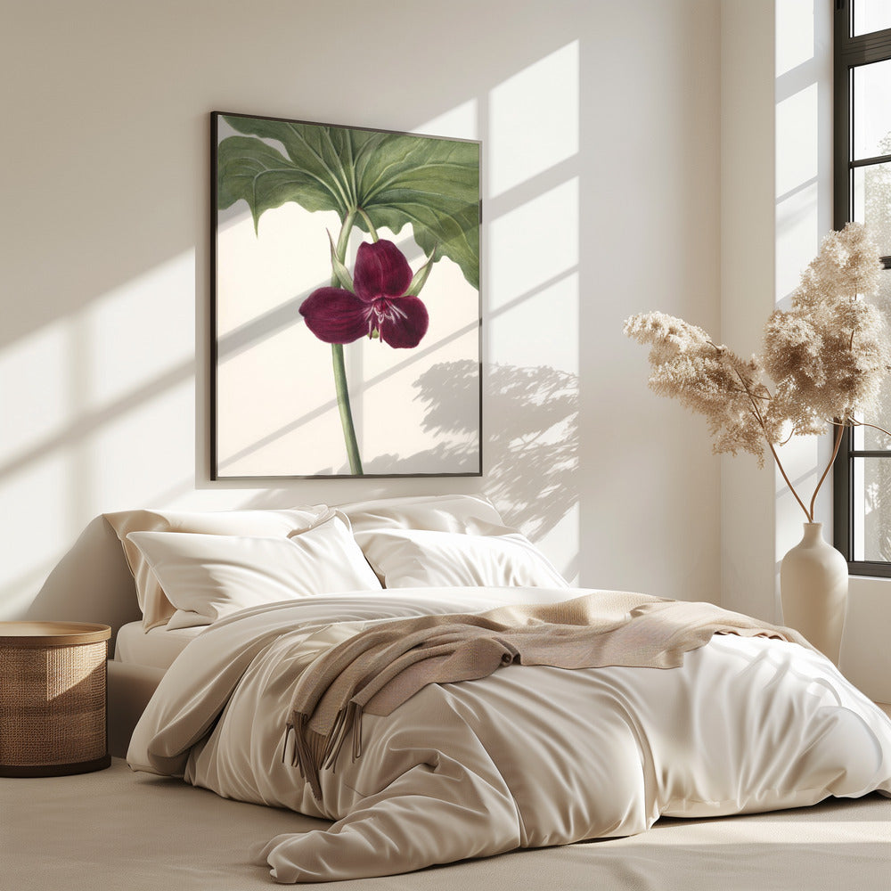 Sweet Trillium | Poster