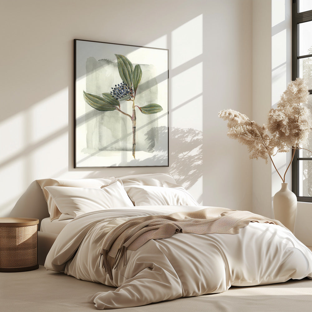 Viburnum davidii | Poster