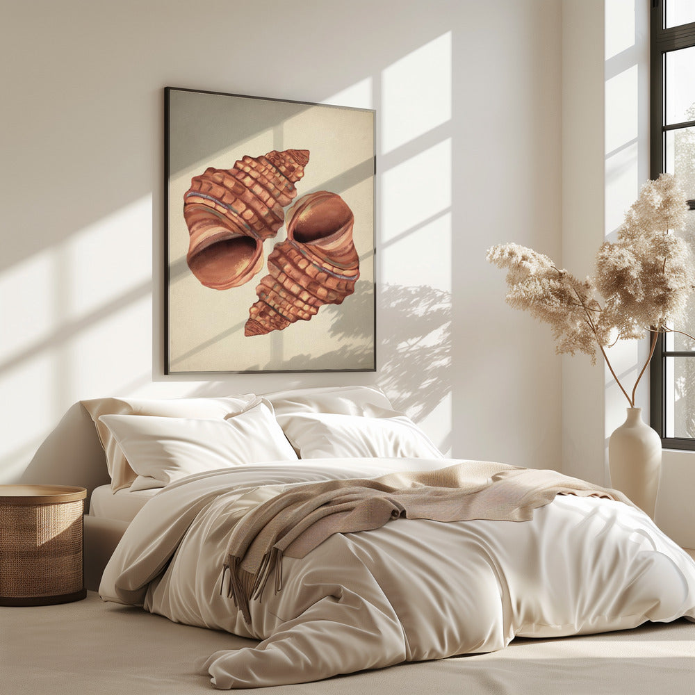 Seashell vintage | Poster