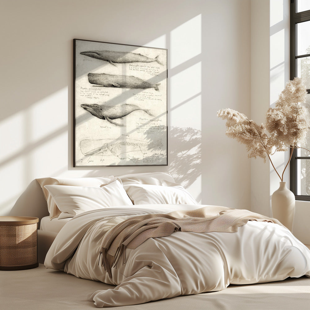 Sketches Of Various Whale | Poster