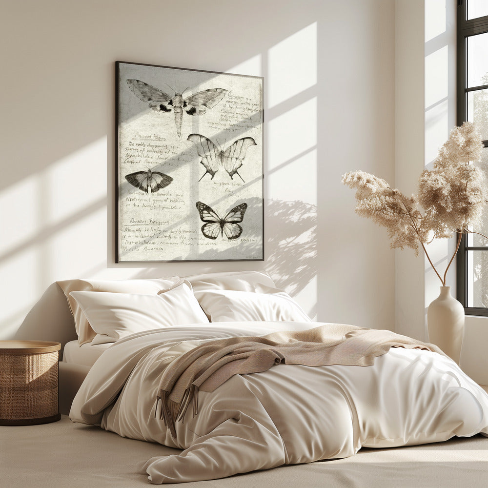 Butterfly Illustrations | Poster
