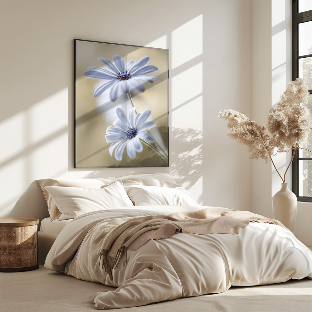 Cape daisies | Poster