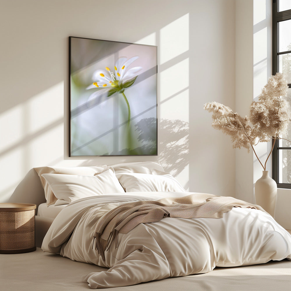 Stitchwort soft | Poster