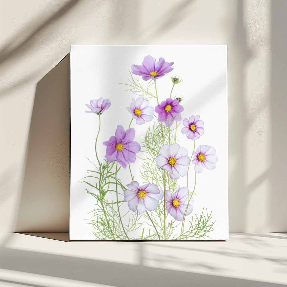 Cosmos Comfort | Canvas