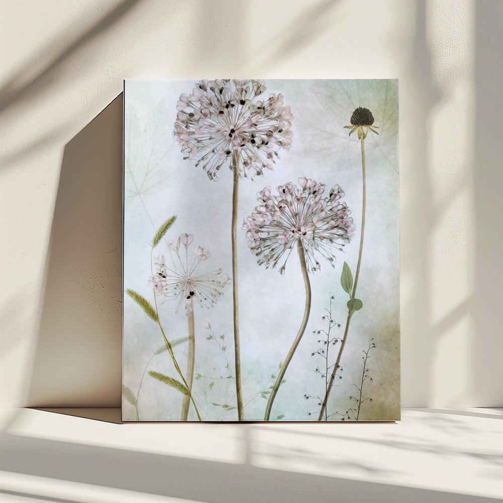 Allium | Canvas