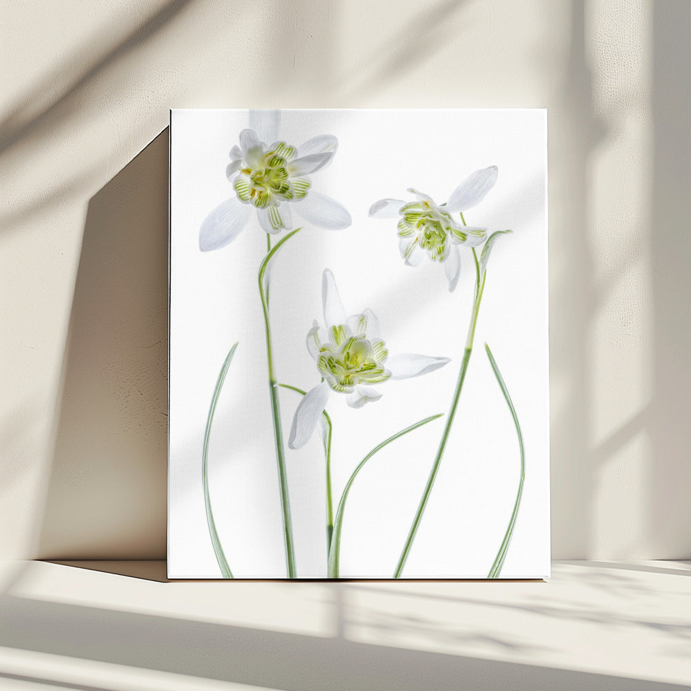 Galanthus Flore Pleno | Canvas