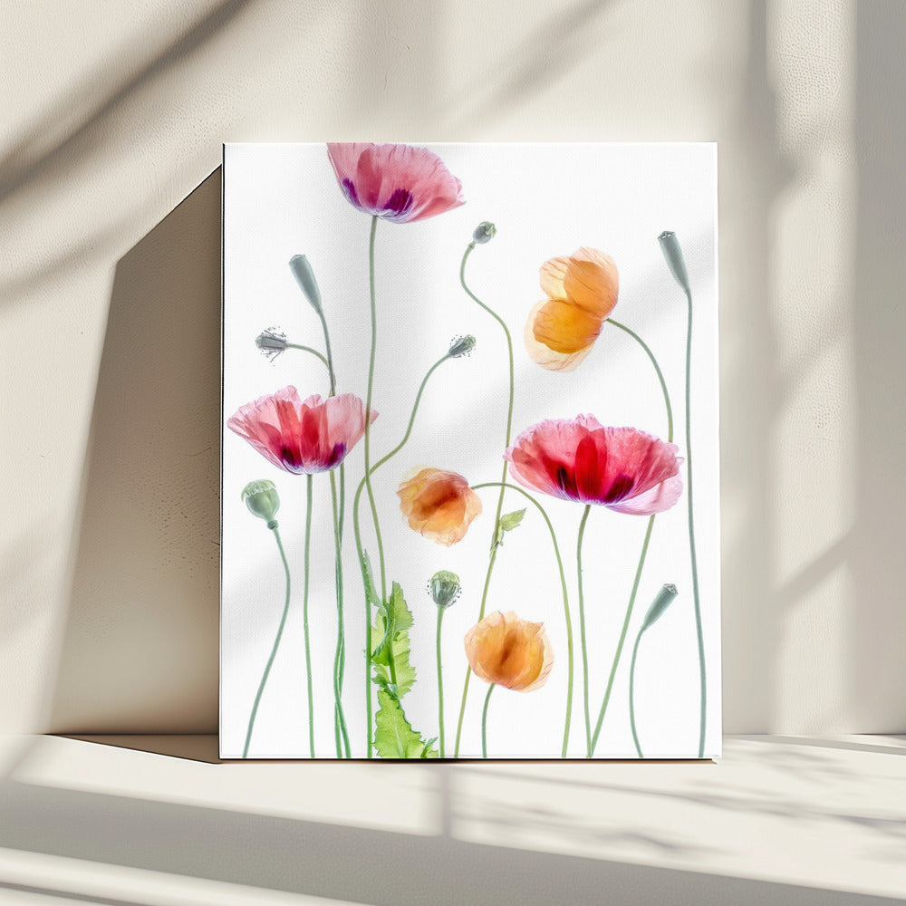 Poppies | Canvas