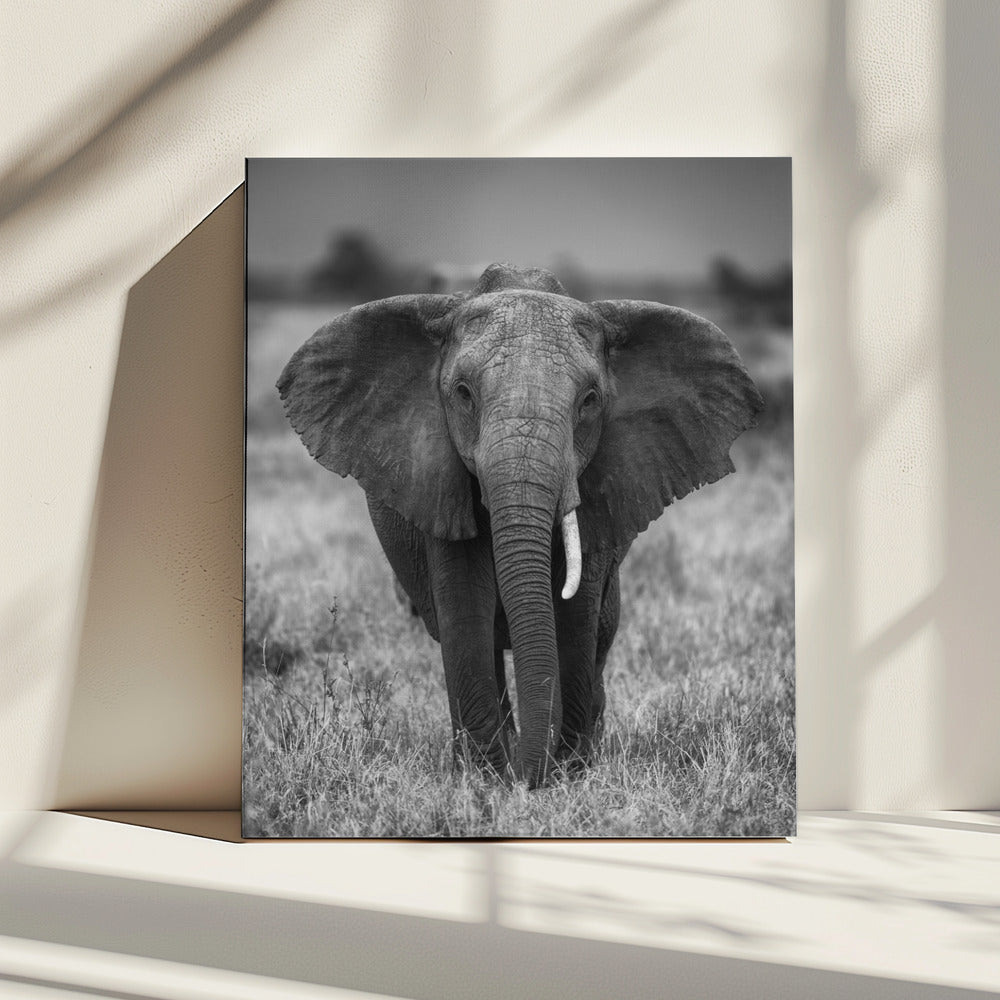 SINGULARITY | Canvas