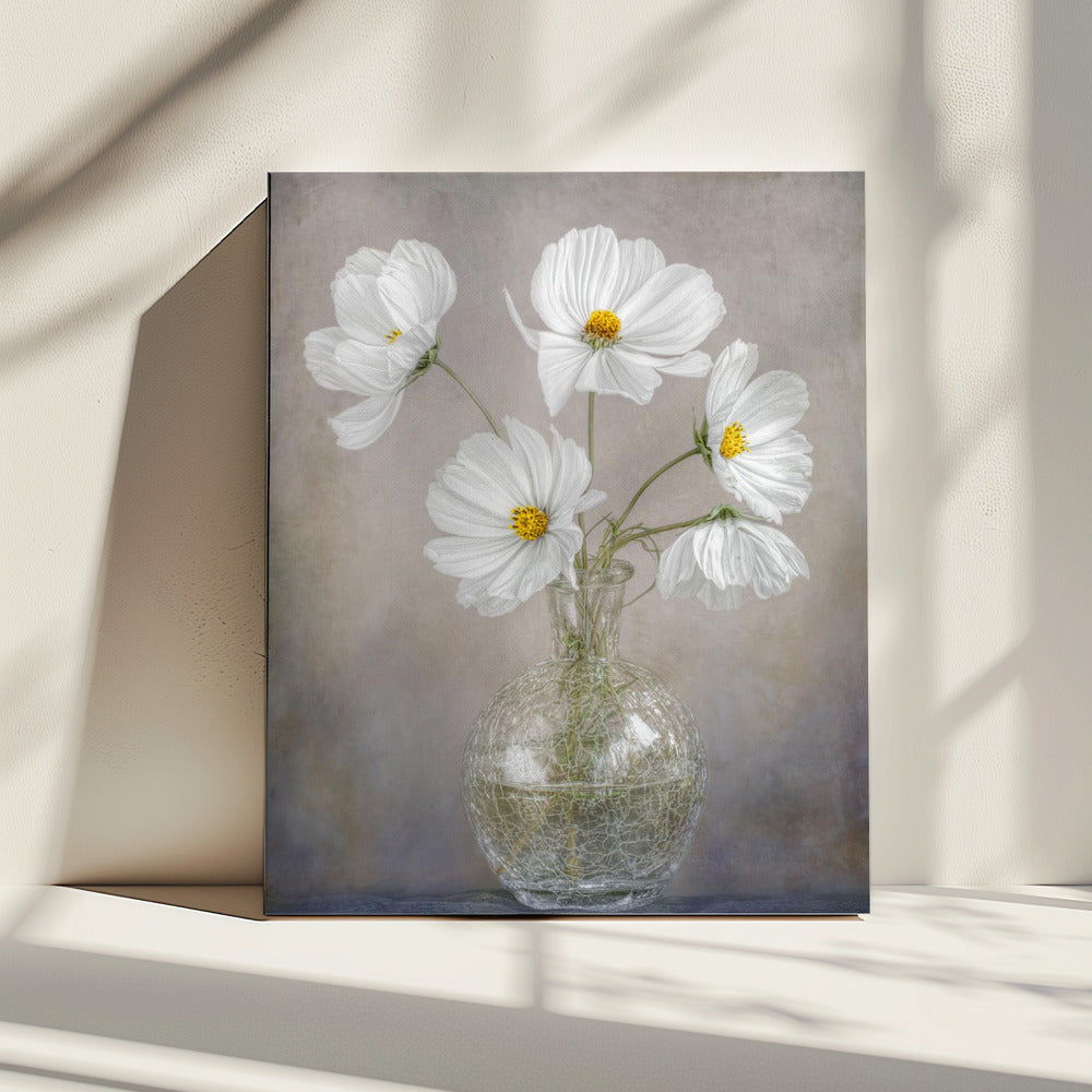 Simply Cosmos | Canvas