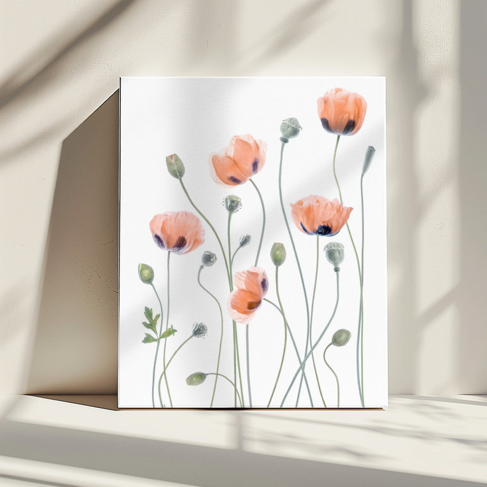 Poppies | Canvas