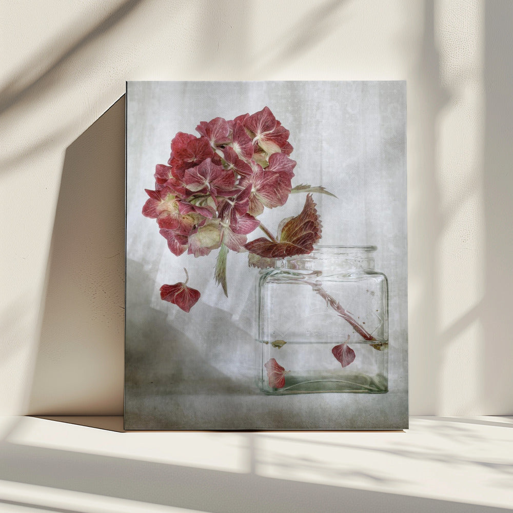 Hydrangea | Canvas