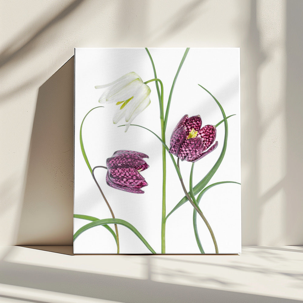 Snakes head Fritillary | Canvas