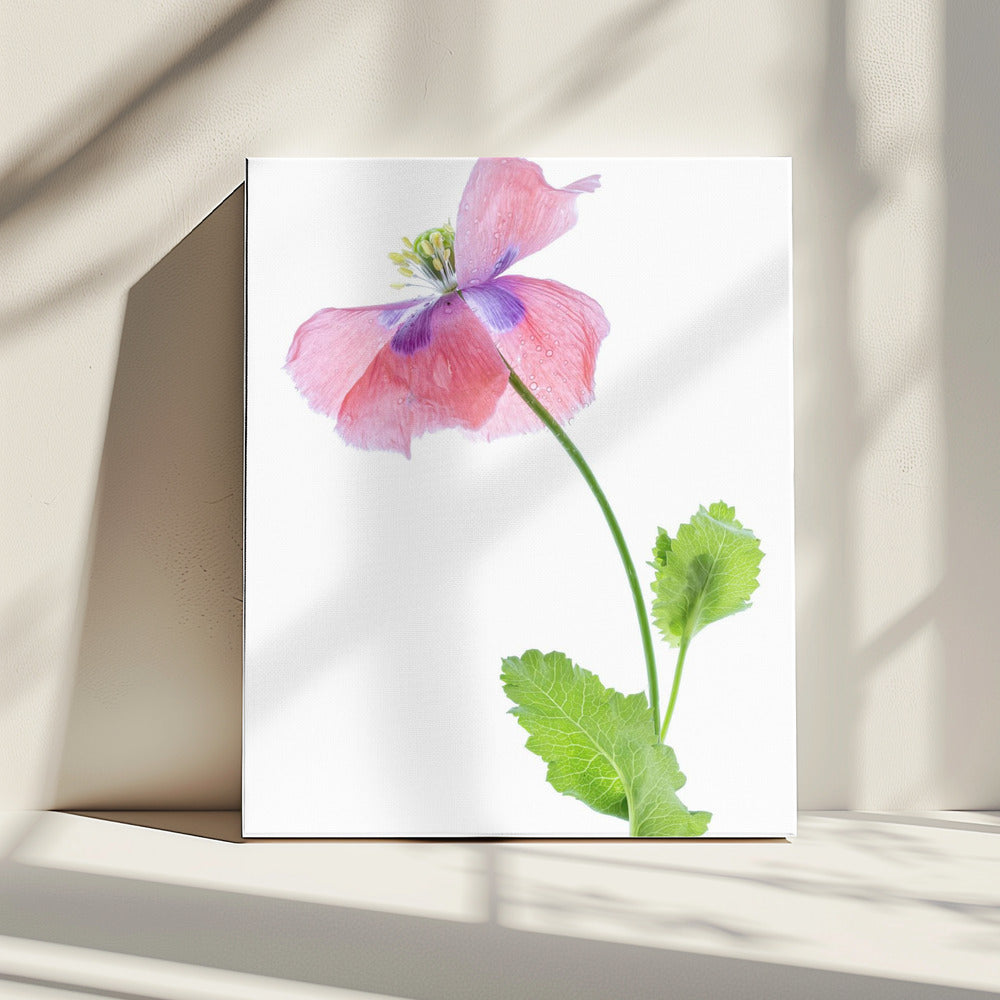 Poppy | Canvas