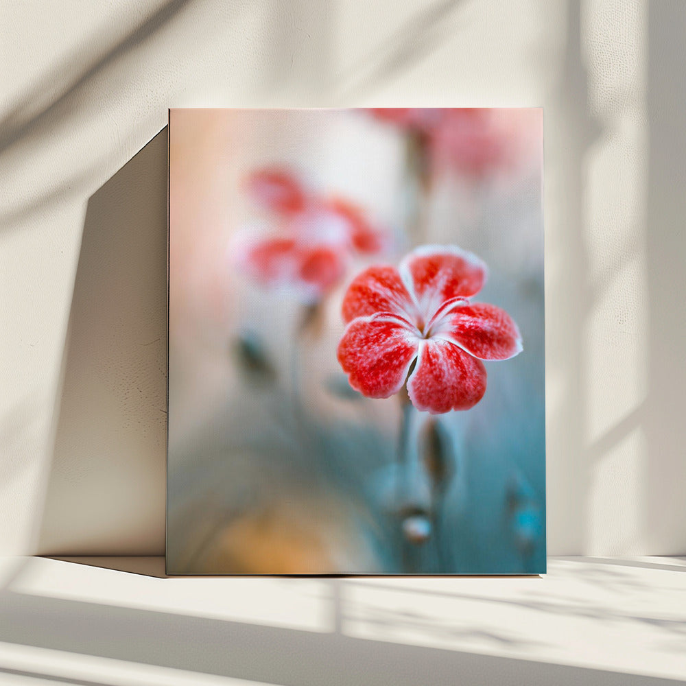 Dianthus | Canvas