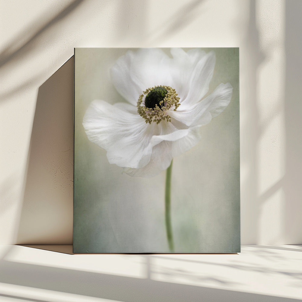 Single White | Canvas