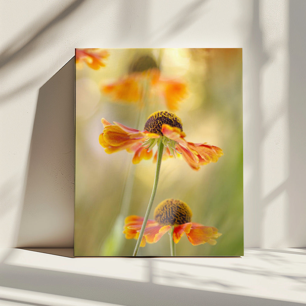 Helenium | Canvas