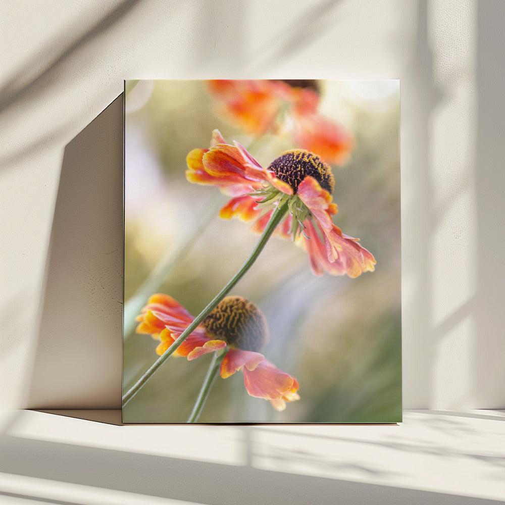 Helenium* | Canvas
