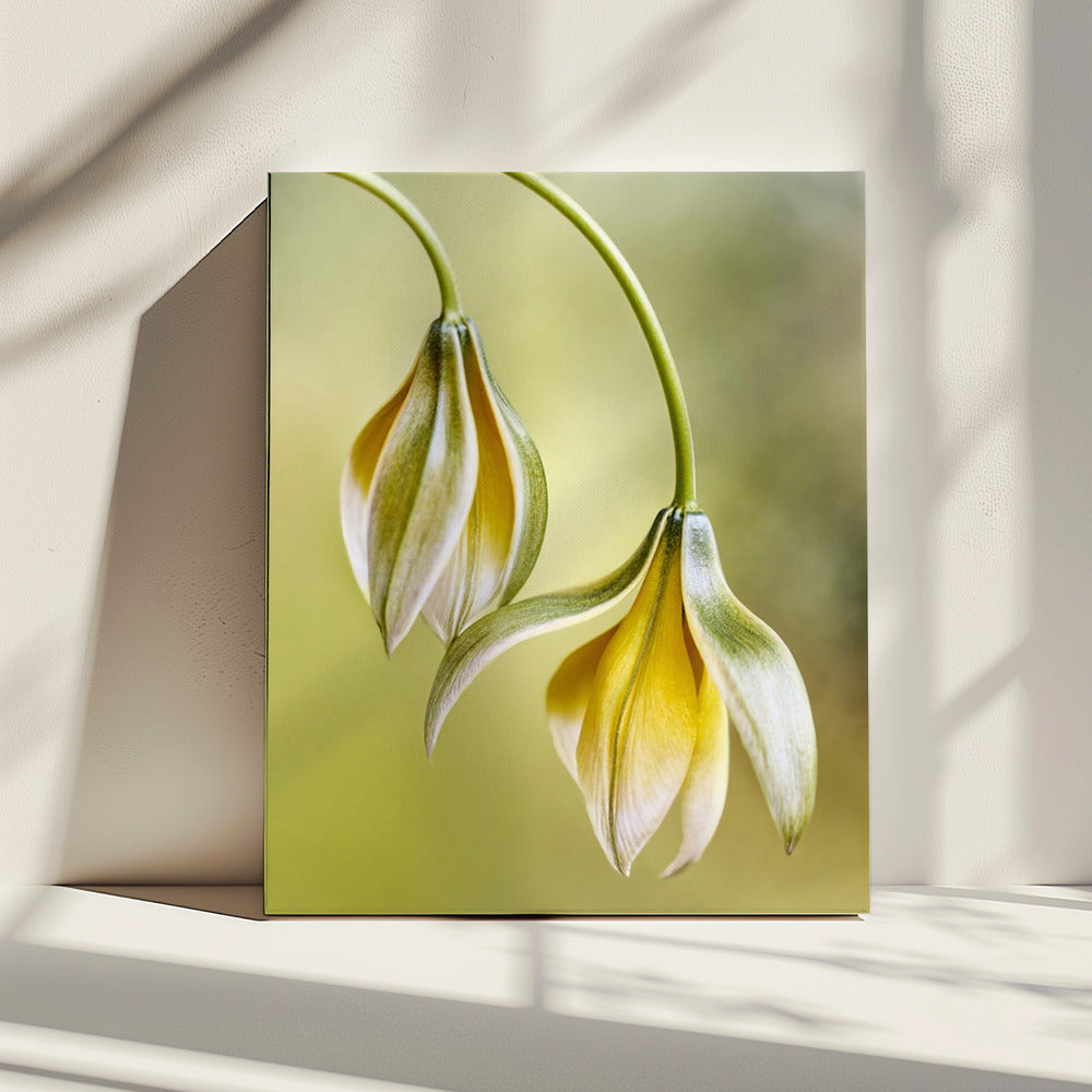 Tulipa | Canvas