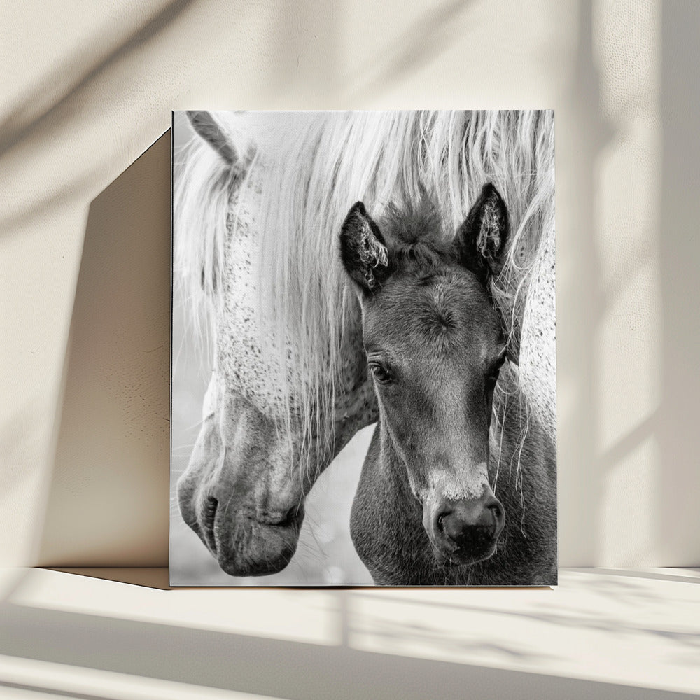 The Foal | Canvas