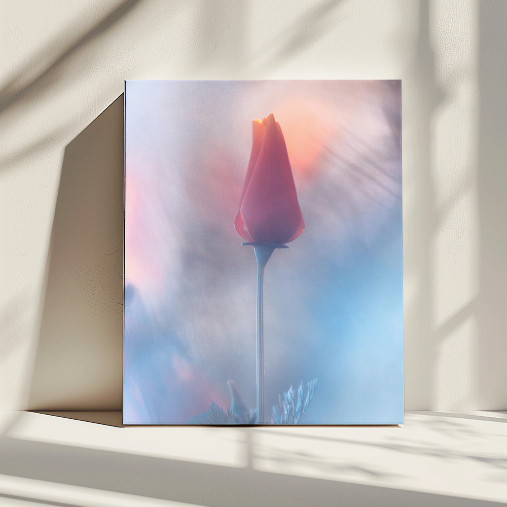 Douceur &amp; Volupté | Canvas