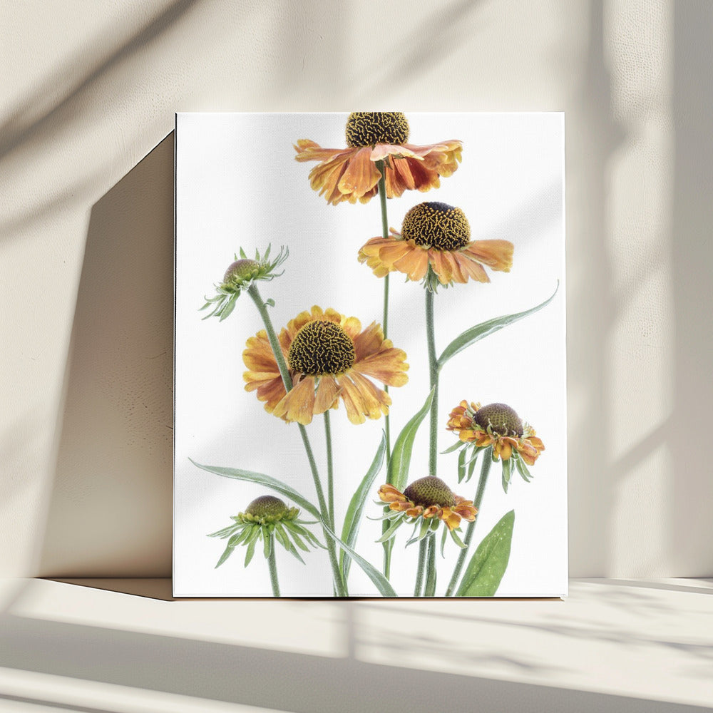 Helenium | Canvas