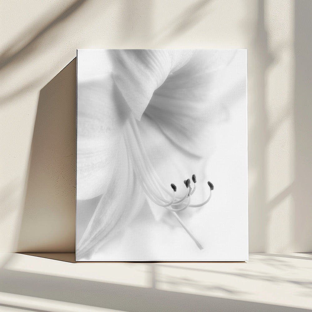 White on White | Canvas