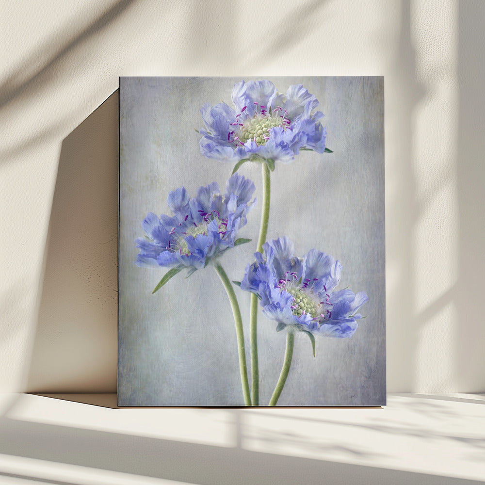 Scabiosa | Canvas