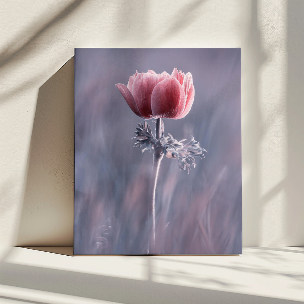 Pink ! So What ? | Canvas