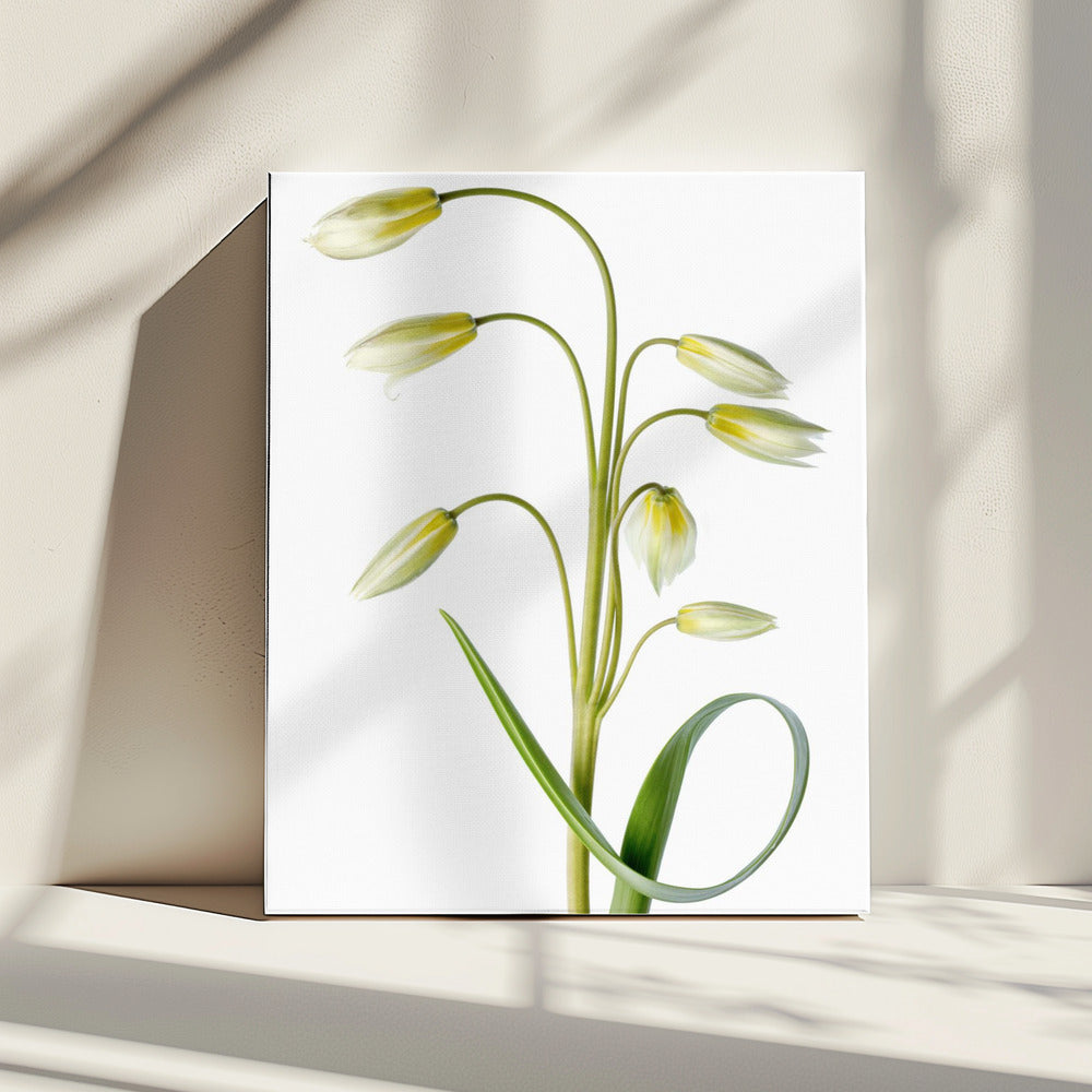 ~Tulipa Tarda~ | Canvas