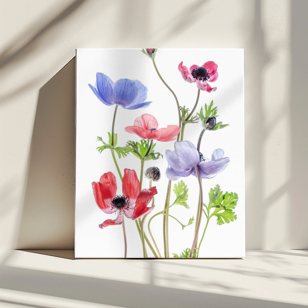 Anemone De Caen | Canvas